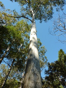 Scribbly Gum Landscapes